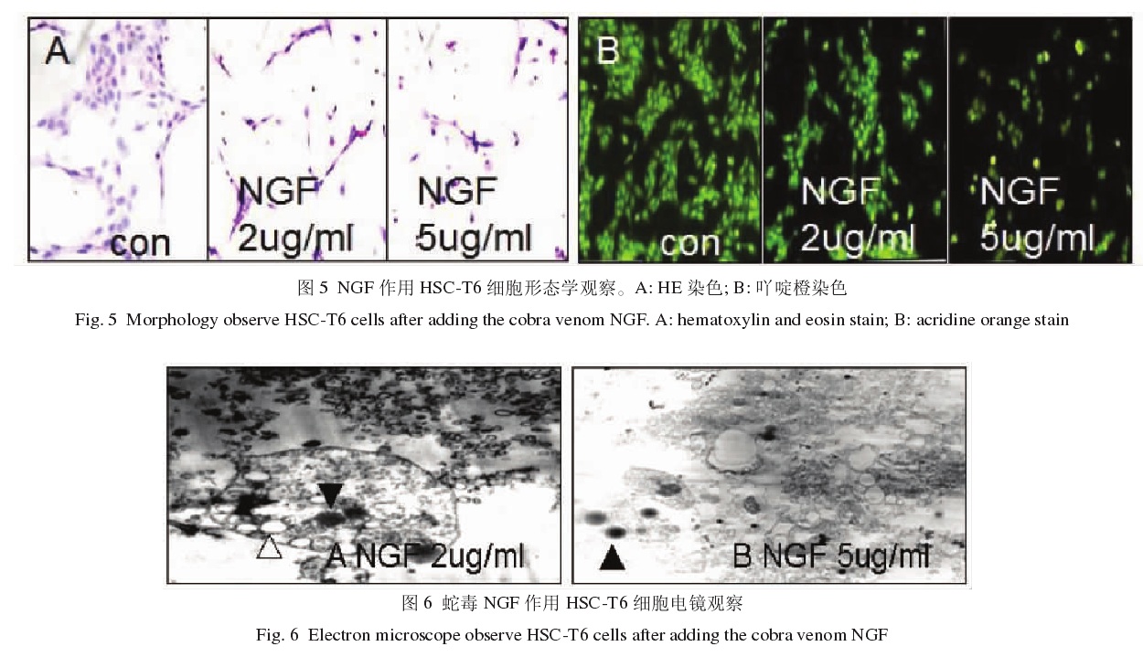 眼鏡蛇毒NGF對HSCT6細胞生長形態影響