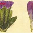 瓣鱗花科 瓣鱗花科