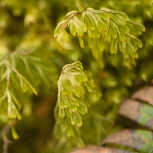 Hymenophyllum lanceolatum