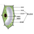 原生質(原生物質) 原生質(原生物質)