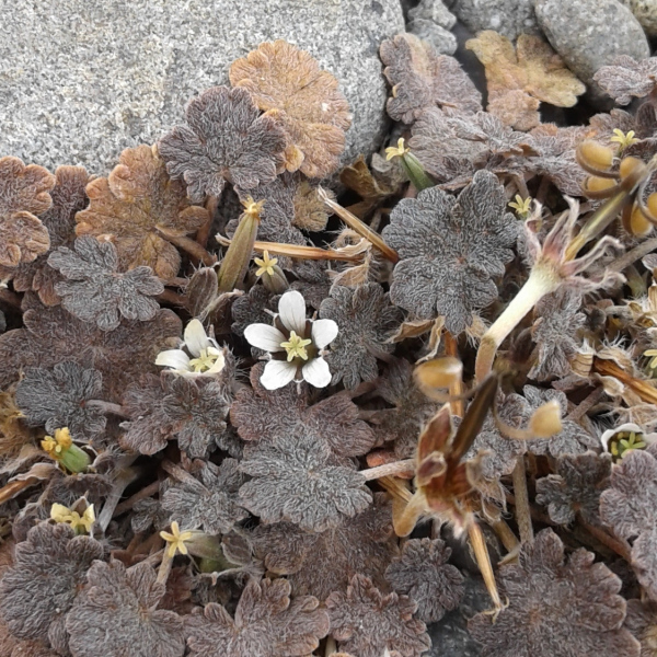 Geranium brevicaule