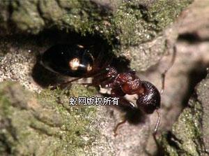 西伯利亞臭蟻