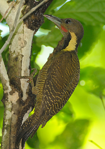 黃頸斑啄木鳥