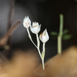 Cephalanthera exigua