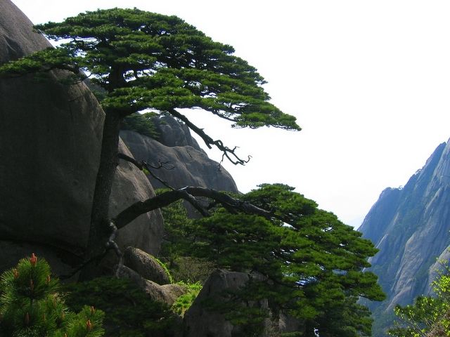 松柏材 松柏材