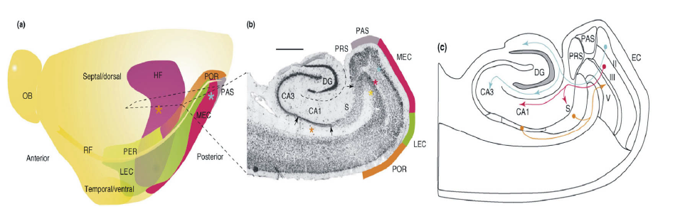 海馬和嗅皮層纖維投射模式圖
