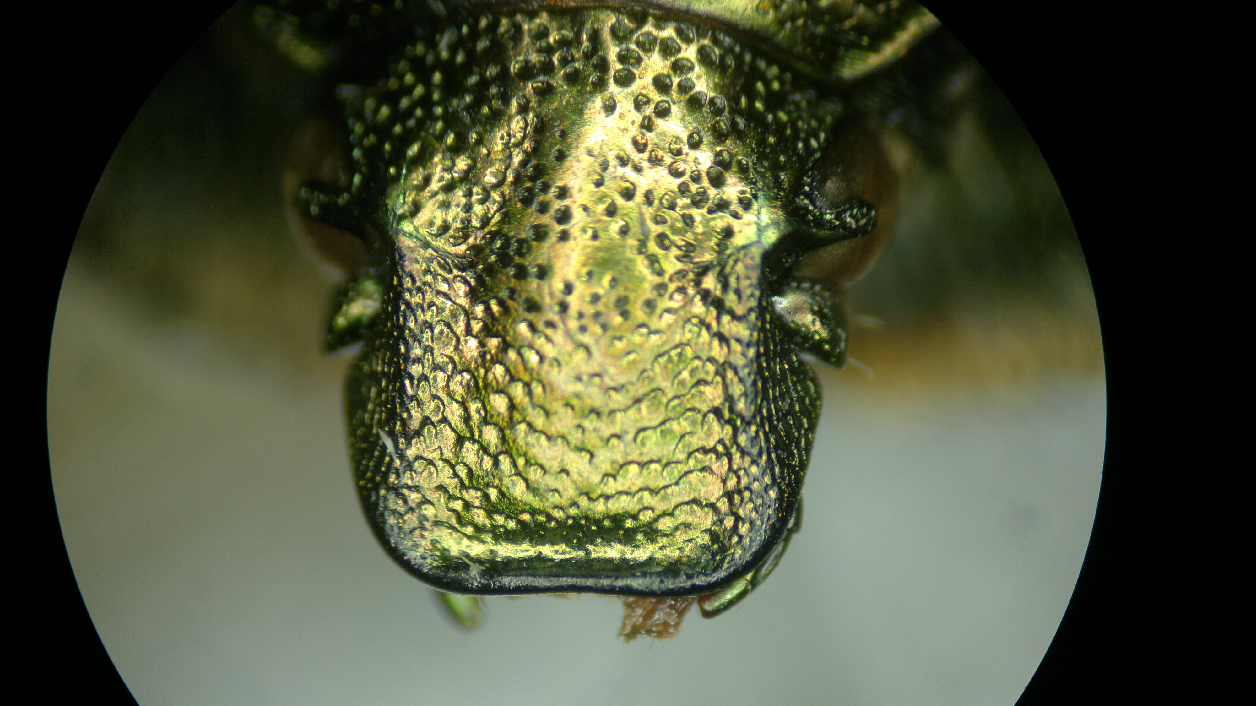 金龜甲總科顯微鏡下頭部圖