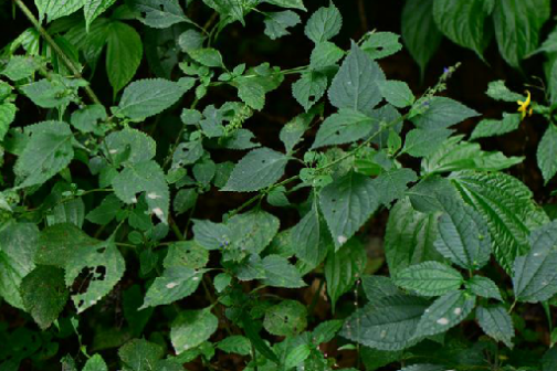 碎蘭花根 碎蘭花根