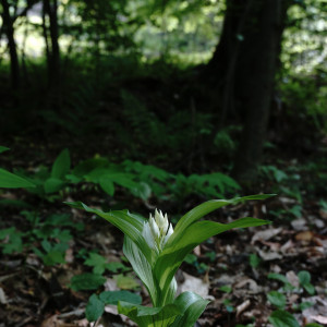 Cephalanthera caucasica