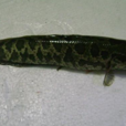 鱧魚腸 鱧魚腸