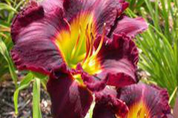 Hemerocallis \x27Evening Enchantment\x27