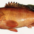 查氏石斑魚 查氏石斑魚