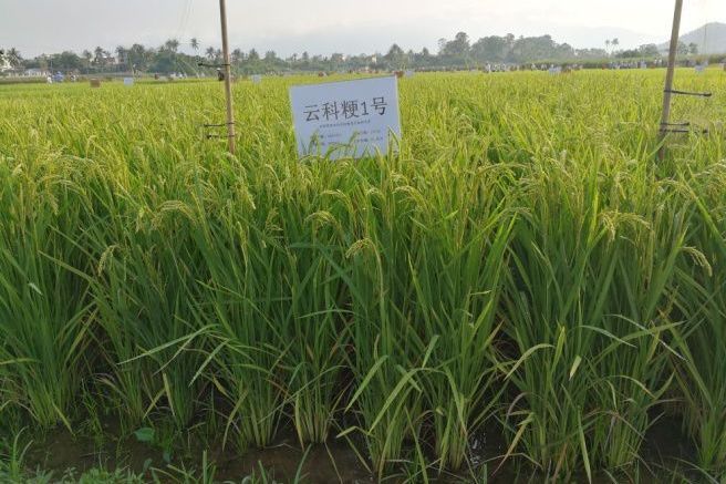 雲科粳1號 雲科粳1號
