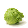 西生菜 西生菜