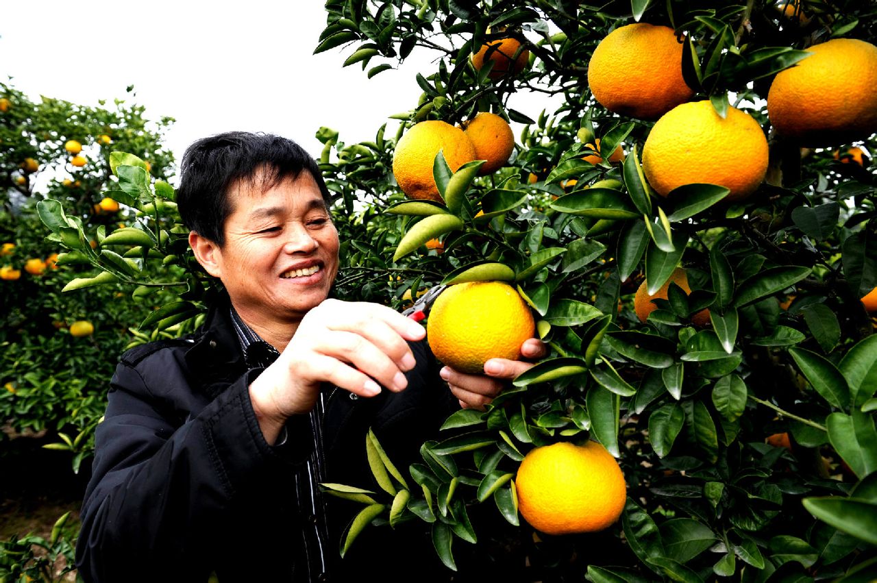 高橙採摘