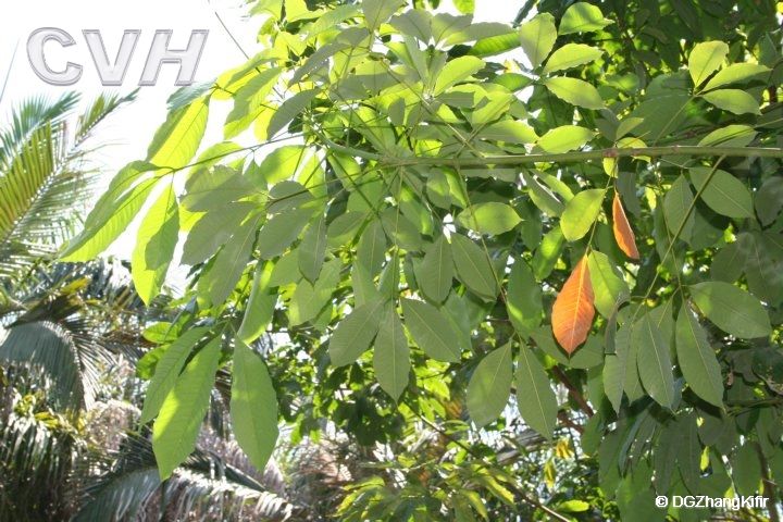 熱研918 熱研918