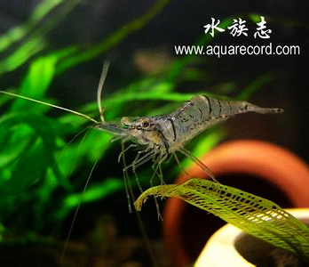 中華小長臂蝦