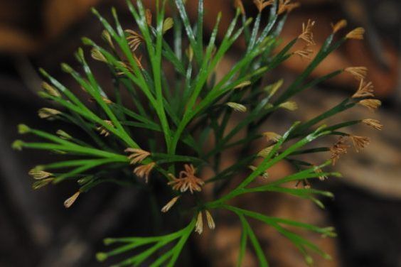 莎草蕨(莎草蕨科莎草蕨屬植物) 莎草蕨(莎草蕨科莎草蕨屬植物)