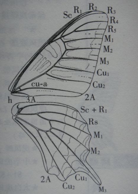 鳳蝶科(圖1-翅的構造)