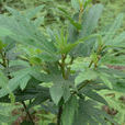 五龍根(植物) 五龍根(植物)