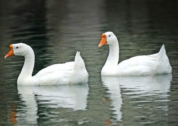 蓮花白鵝(動物) 蓮花白鵝(動物)