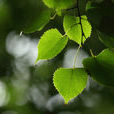 小葉椴 小葉椴