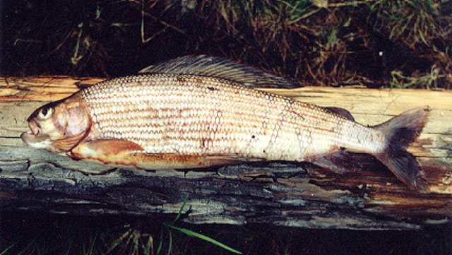 黑龍江茴魚