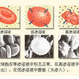 低滲溶液 低滲溶液