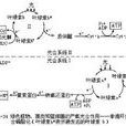 光合磷酸化