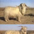 內蒙古絨山羊