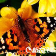 麻小紅蛺蝶