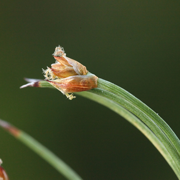 Anarthria polyphylla