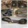 西部擬眼鏡蛇(Pseudonaja Nuchalis) 西部擬眼鏡蛇(Pseudonaja Nuchalis)