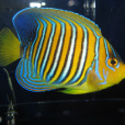 棕刺尻魚 棕刺尻魚