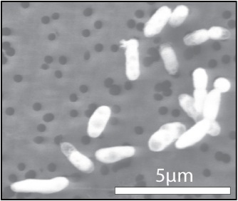 GFAJ-1菌落在含磷培養基上的生長狀況