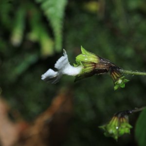 Cremosperma congruens
