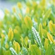 茶樹 茶樹