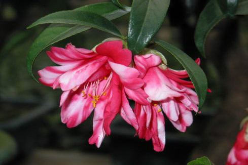 孔雀椿茶花 孔雀椿茶花