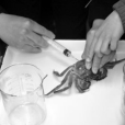 注膠螃蟹 注膠螃蟹