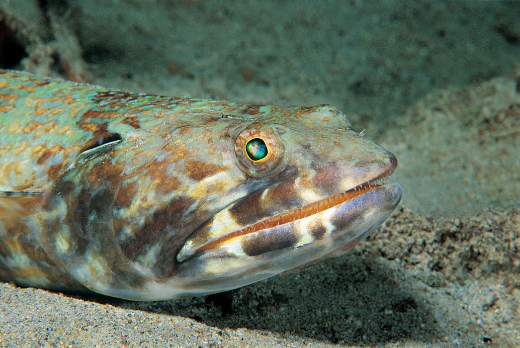 肩蓋狗母魚 肩蓋狗母魚