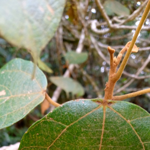 Macaranga sphaerophylla