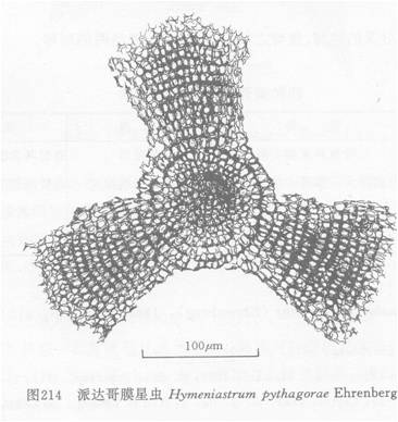 線描圖:派達哥膜星蟲