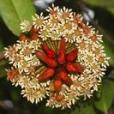 蜜囊花科 蜜囊花科