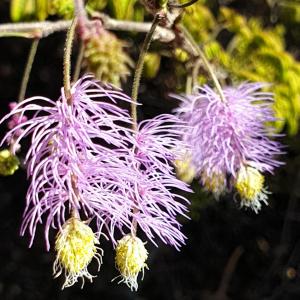 Dichrostachys akataensis