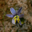 山菅蘭(山菅) 山菅蘭(山菅)