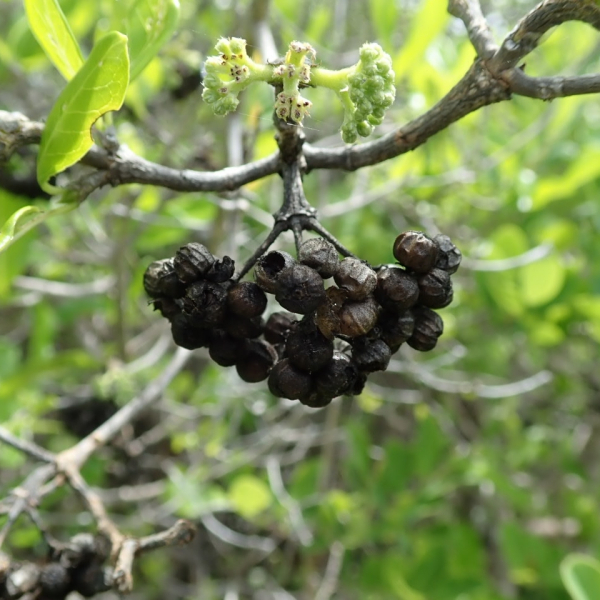 Paracephaelis cinerea