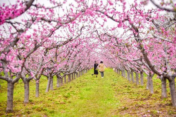 桃花園林 桃花園林