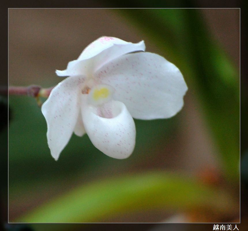 白花越南美人兜蘭