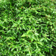 東風草(中藥) 東風草(中藥)