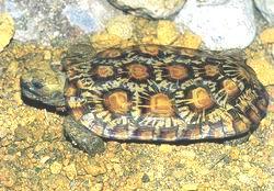 扁平陸龜